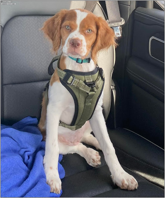 brittany dog