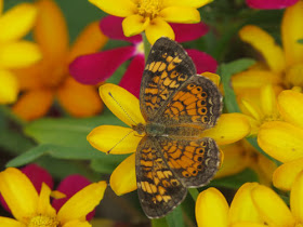 Pearl Crescent butterfly