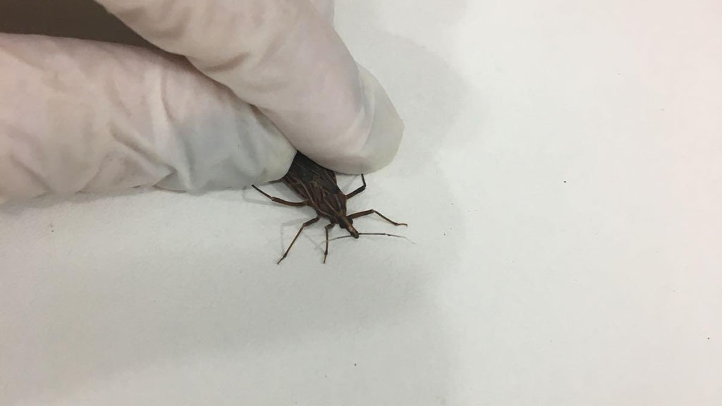 Até 8 milhões de pessoas na América Latina convivem com a doença de Chagas