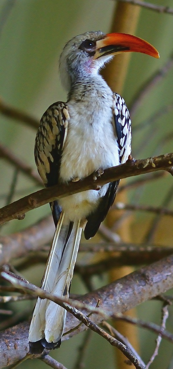 Red-billed hornbill.