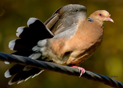 "An Oriental Turtle-Dove (Streptopelia orientalis), a rare sight, perches gracefully on a cable. Its velvety brown plumage and distinguishing patterns are evident, displying its tail feathers spread out like a fan."