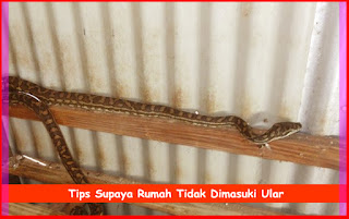 Tips Supaya Rumah Tidak Dimasuki Ular