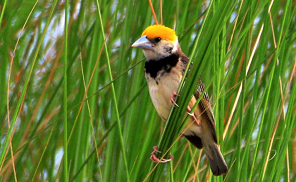 Beautiful Bird Pictures - Babui, Woodpecker, Sparrow, Tuntuni, Bulbul, Beautiful Bird Pictures - birds - NeotericIT.com