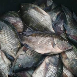 Cari Info Harga Supplier Jual Ikan Nila Bibit dan Konsumsi Gorontalo