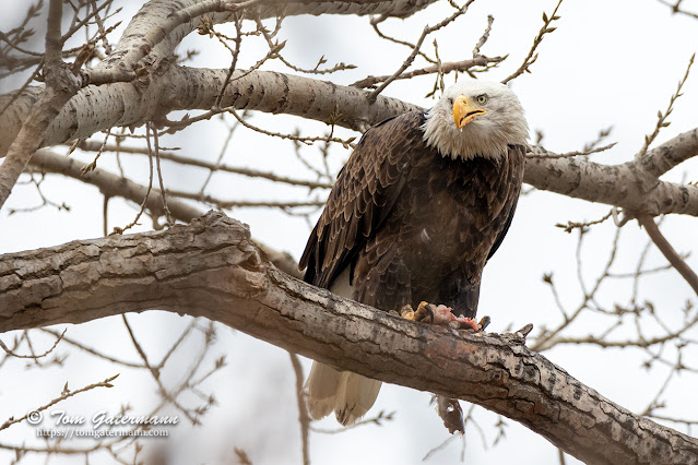 A bald eagle is on the lookout while eating a fish at Murphy's Island