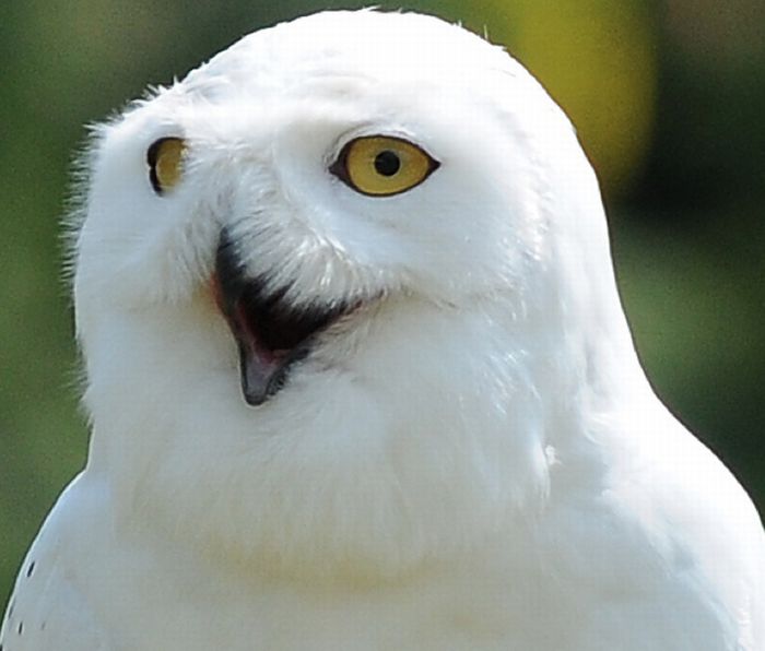 pictures-of-funny-laughing-owls