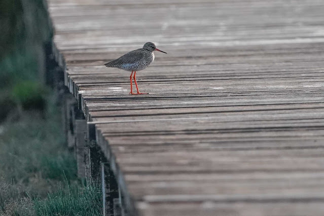 Dunkler Wasserläufer