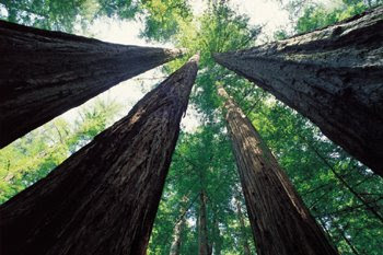 Great Sequoias