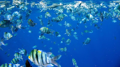 Fishes at Red Sea reef