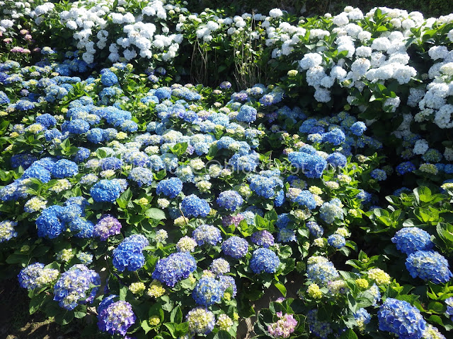 Yangmingshan Zhuzihu hydrangea