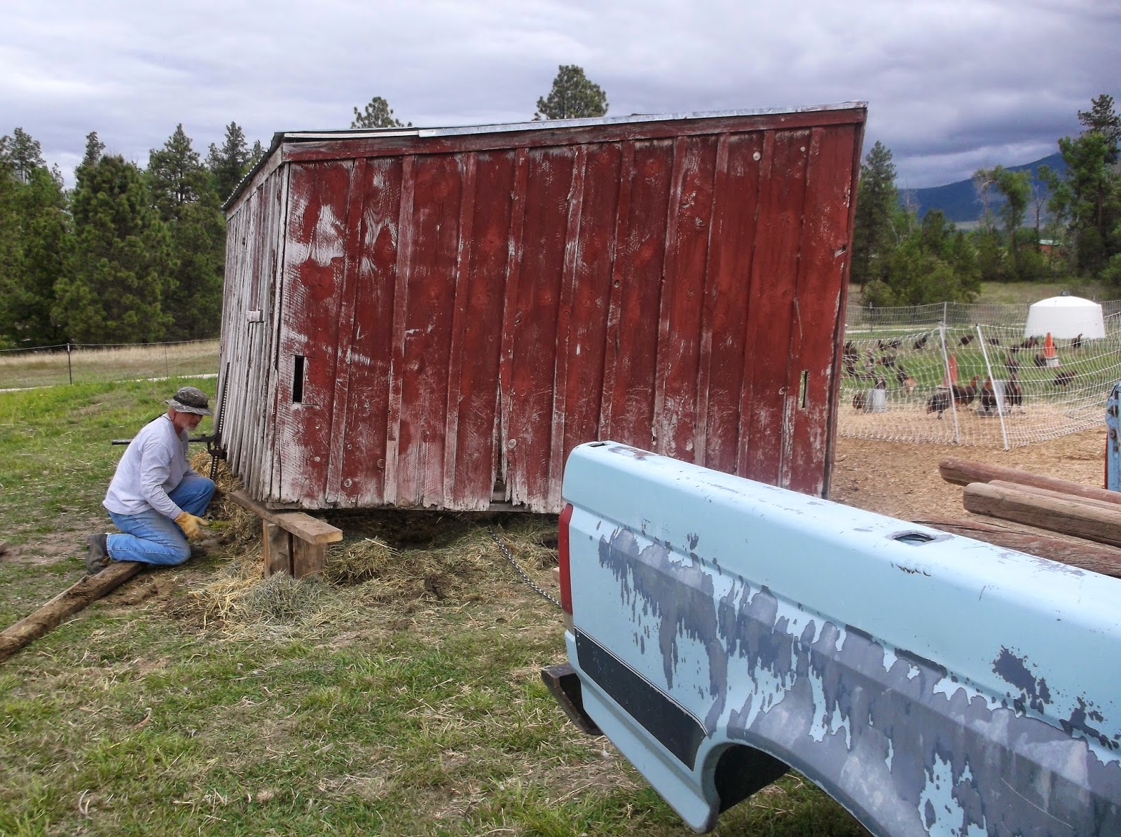 Montana Farm Girl: Moving The Loafing Shed