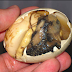 63-year-old woman fined $7K for bringing 490 'balut' duck eggs to Singapore