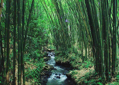 hutan bambu sumatera utara