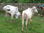 Advert: Sapi dan Kambing Qurban