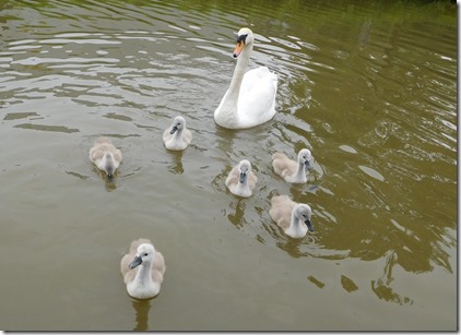 4 babies at valley cruises