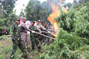 Kapolres Aceh Besar Dan Personil Dampingi BNN RI Berantas Dan Musnahkan Ladang Ganja Di Kecamatan Seulimeum Dan Kecamatan Indrapuri