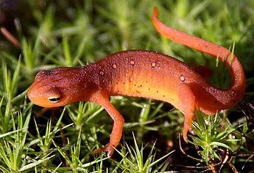 salamander,newt, newts