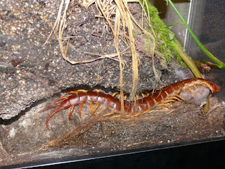 Centipede Pet