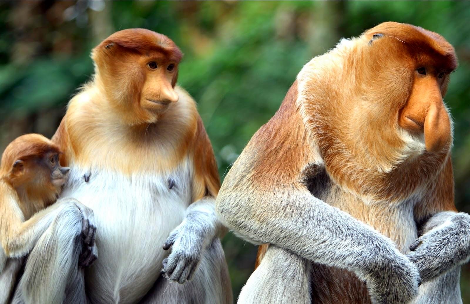 Bekantan Monyet  Aneh Asal dari Kalimantan Ajaib dan Aneh