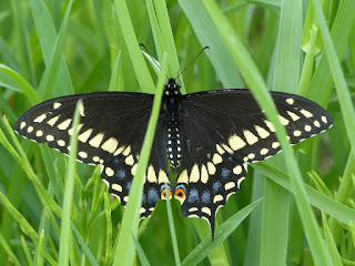 Papillon du cèleri - Papilio polyxenes