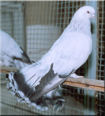 Seljuk Fantail Pigeon