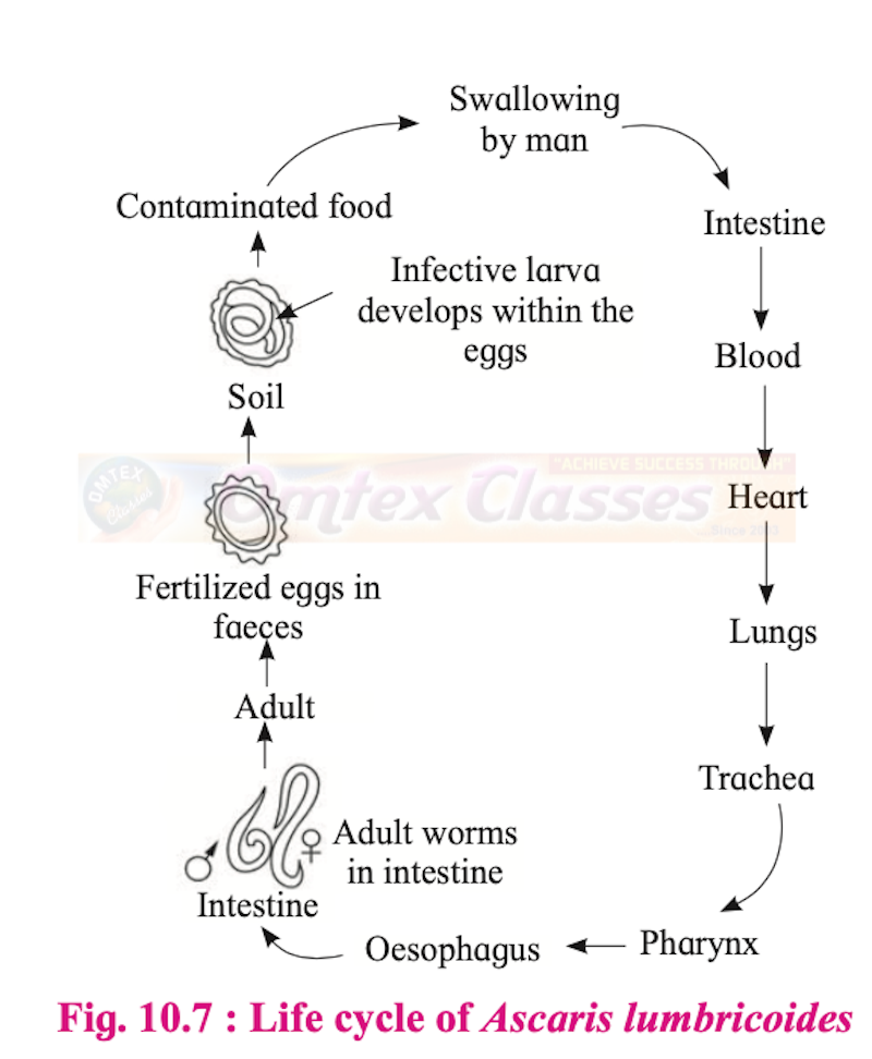 Chapter 10 Human Health and Diseases Balbharati Solutions for Biology 12th Standard HSC Maharashtra State Board