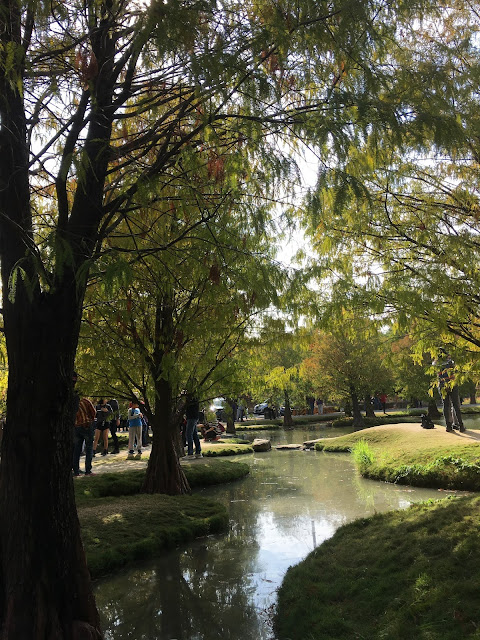 Bald cypress forest in Huwei, Yunlin, Taiwan