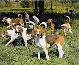 Beagle Harrier Dog