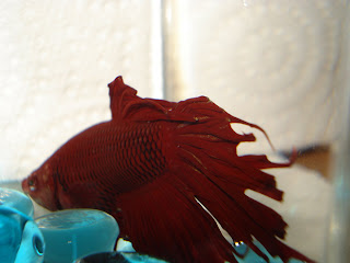 betta splenden