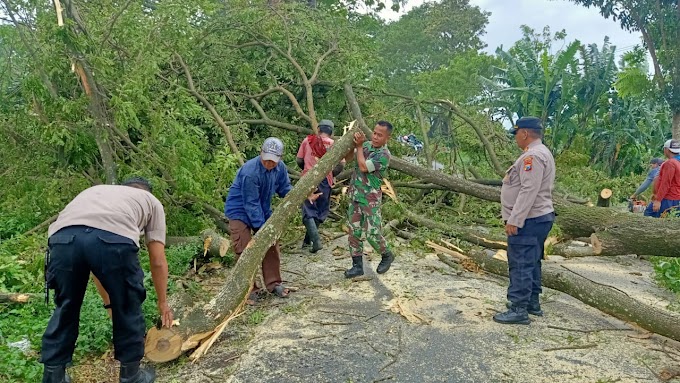 Respon Cepat Polisi Bersama TNI dan BPBD Tangani Pohon Tumbang, Lalulintas Kembali Normal