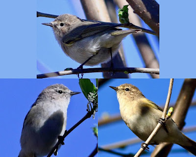 Common Chiffchaff - collage