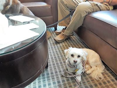 Dog friendly Hyatt Place Hotel in West Palm Beach, Florida. Pet travel tips. Travel with Dogs. Pet friendly travel. Dog welcoming hotel in West Palm Beach, Florida