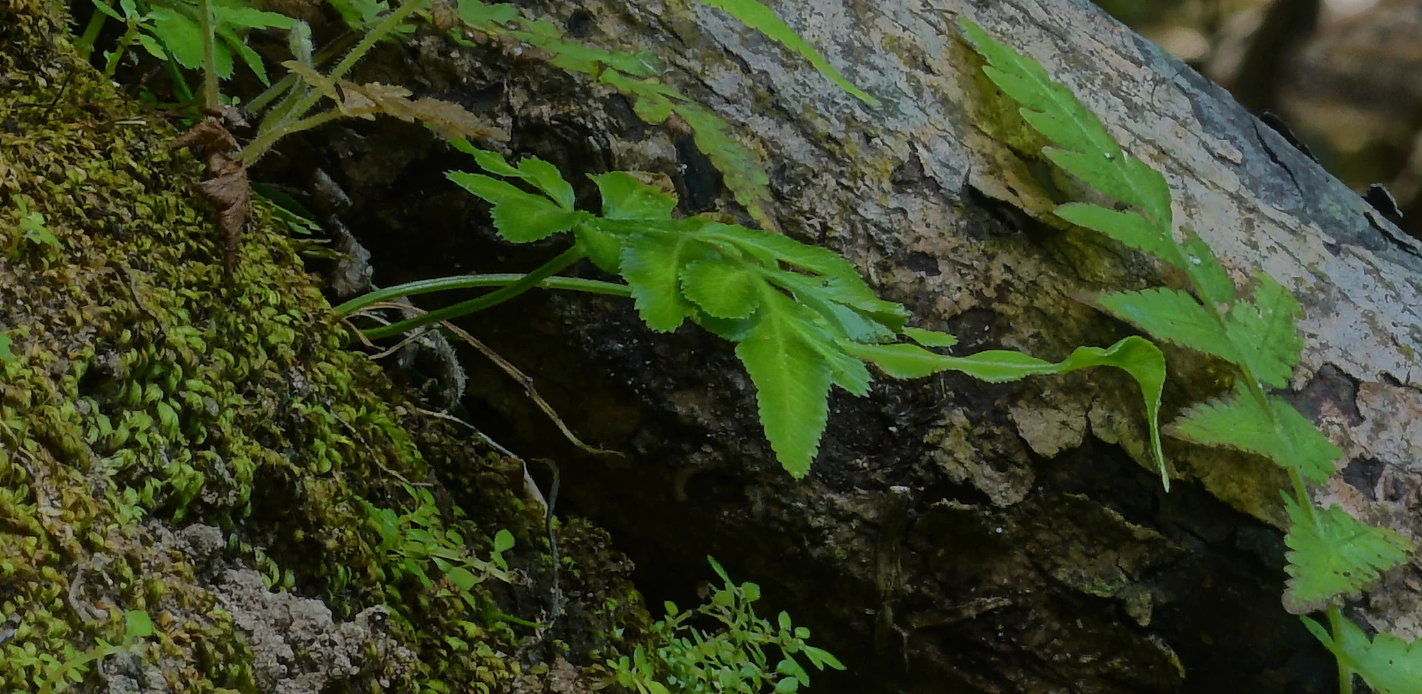 Green is found in rainbows, oceans, mountains, gardens, spiders webs and drops of water.   Observation