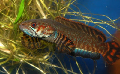 10 ikan gabus snakehead terpopuler dan terunik di Indonesia