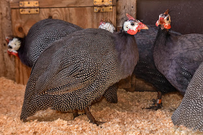 Guinea fowl farming guide