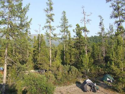 Die Zelte unseres Camps waren in der heideartigen Taiga zwischen den Bäumen verstreut.