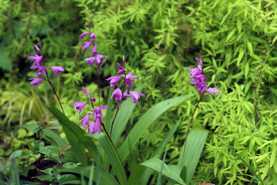 Bletilla striata orchid plant care and culture