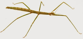 Stick Insect