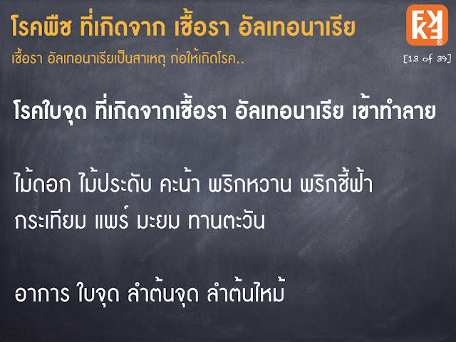 โรคไม้ดอกใบจุด อาการใบจุด