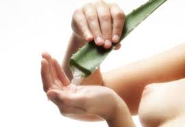 Az aloe vera növény gondozása és öntözése
