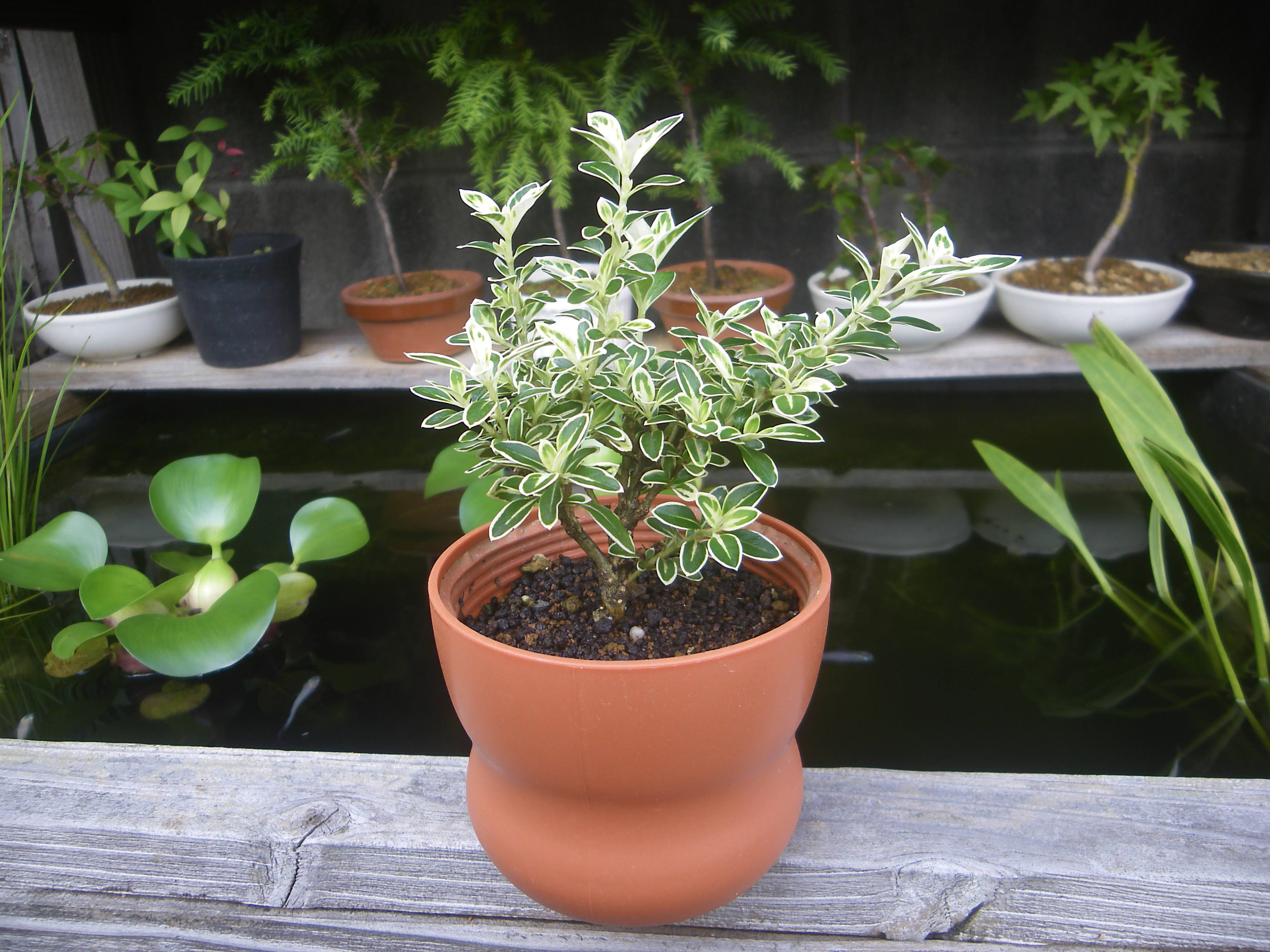 ハクチョウゲ 白鳥花 白丁花 の育て方 植え付け 剪定 挿し木してミニ盆栽で楽しむ メダカの大工