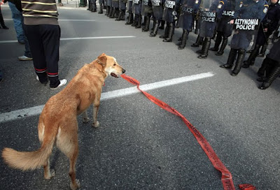 暴動犬 - 希臘暴動犬