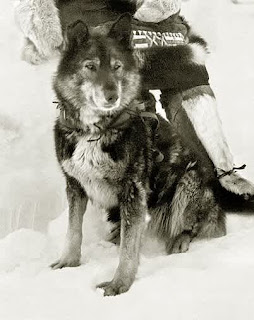 La verdadera historia de Balto, el perro que salvó a una ciudad