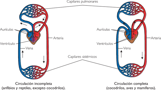 Resultado de imagen para Circulación en cocodrilos