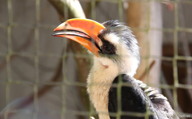 Calao de Van der Decken, parc des oiseaux de Villars-les-Dombes