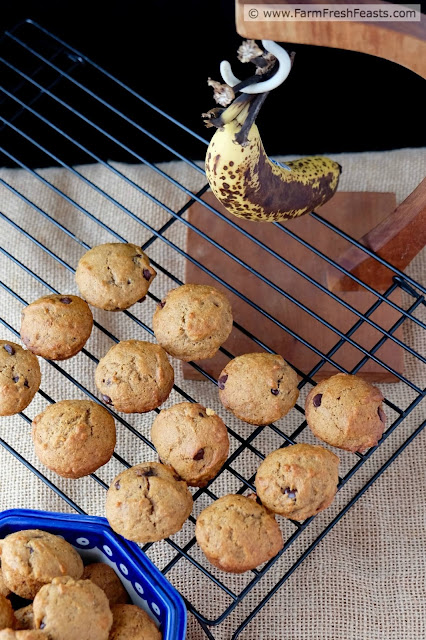 http://www.farmfreshfeasts.com/2015/08/banana-and-peanut-butter-chocolate-chip.html