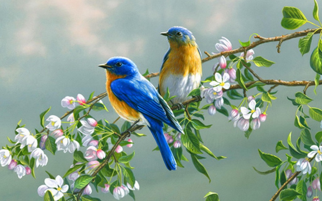 Love birds images free download