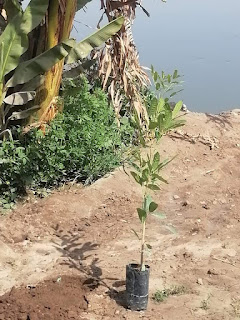 ضمن مبادرة " 100 مليون شجرة ".. زراعة أشجار مثمرة بقرية طنبدي بمركز مغاغة بالمنيا