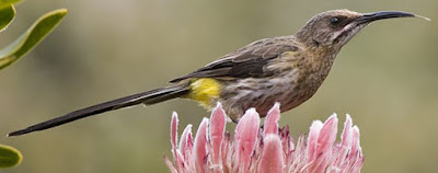 Cape Sugarbird