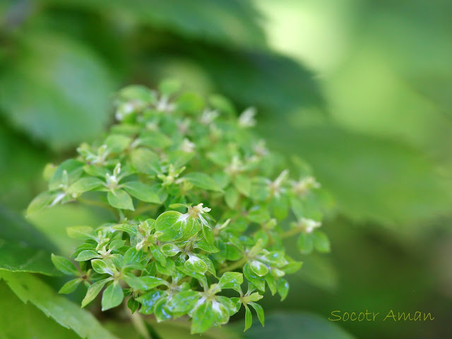 Hydrangea hirta